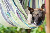 Dog sleeping in a hammock