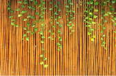 a bamboo fence with ivy growing down it