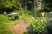 A backyard garden with a wheelbarrow and shovel. 