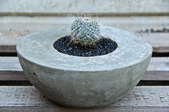 A cement planter with a cactus in it. 
