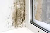 mold on the wall next to a window