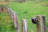 electric fence in a field