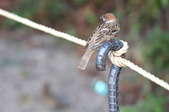bird perched on a tent line anchor with a hook