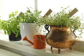 A row of potted herbs in front of a window. 