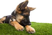 A german shepherd puppy with an itch.