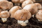mushrooms growing in indoor garden