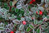 Reviving Your Ornamentals From the Harsh Winter