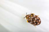 A carpet beetle crawling on white fabric.