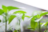 7 of the Best Grow Lights for Indoor Plants