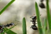 Ants on grass.