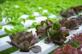 aquaponics system growing lettuce