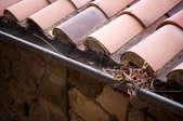How to Clean Clogged Gutters