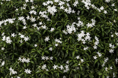 jasmine bush with white flowers blooming