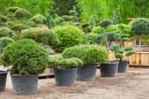 A collection of boxwood plants. 