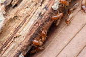 Termites eating wood. 