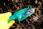 Fertilizing A Fuchsia
