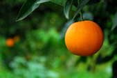 Climate for Grapefruit Trees (Citrus Paradisi)