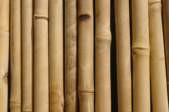 row of dried bamboo rods