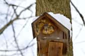 squirrel sticking its head out of a birdhouse