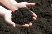 holding a bit of topsoil