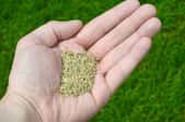 A man holds grass seeds.