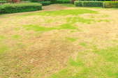 dying grass in lawn with disease