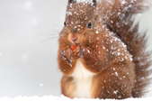 A squirrel in winter.