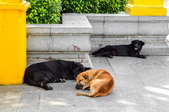 three dogs laying on concrete patio
