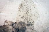 Mold growth shows on concrete.