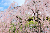 beautiful weeping cherry tree against blue sky