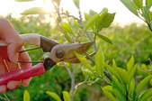 Hands on With DoItYourself.com: The Do's and Don'ts of Pruning