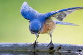 A blue bird on the edge of a bird bath