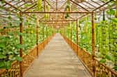 The interior of a bamboo greenhouse.