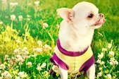 A Chihuahua on a clover lawn.
