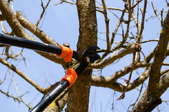 What to Prune in What Season: Evergreens, Deciduous Trees, Flowers and Berries