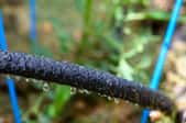 close up of a dripping soaker hose
