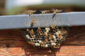 How to Get Rid of Wasps Under Siding