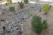 A dry creek bed as part of a xeriscaping landscape.