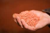 A handful of red potash fertilizer. 