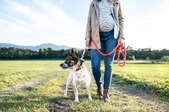 a person walking with a dog on a harness.
