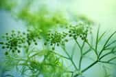 Dill, the Pickling Herb