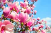 A close-up of blooming magnolia flowers.