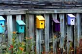 Weathered fence with colorful bird houses attached