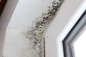 Prevent Black Mold from Growing or Recurring in Your Home