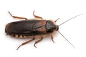 3 Ways to Prevent a Roach Infestation