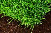 dark green grass growing in organic soil