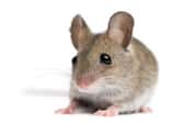7 Different Mouse Traps Explained
