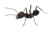How to Make Homemade Ant Killer