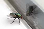 A fly at the edge of a closed window
