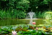 pond with foliage and a spray fountain